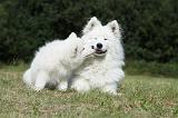 SAMOYEDE 054